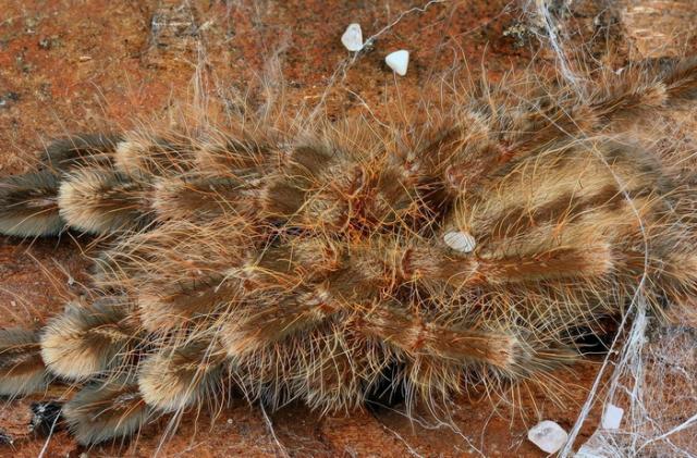 Poecilotheria bara
