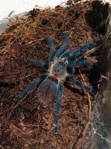 Oligoxystre diamantinensis