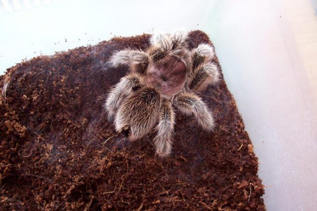 G.rosea