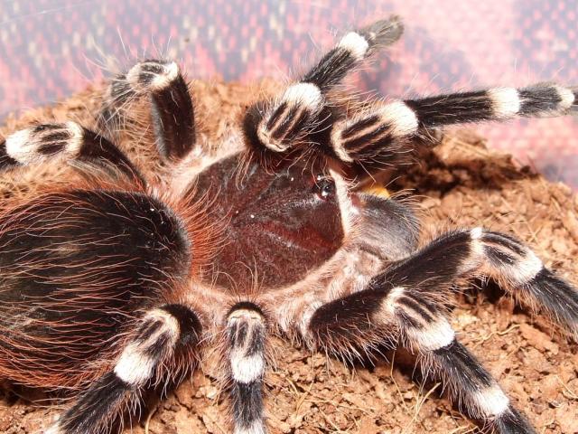 Acanthoscurria brocklehursti