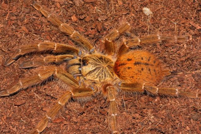 P. murinus