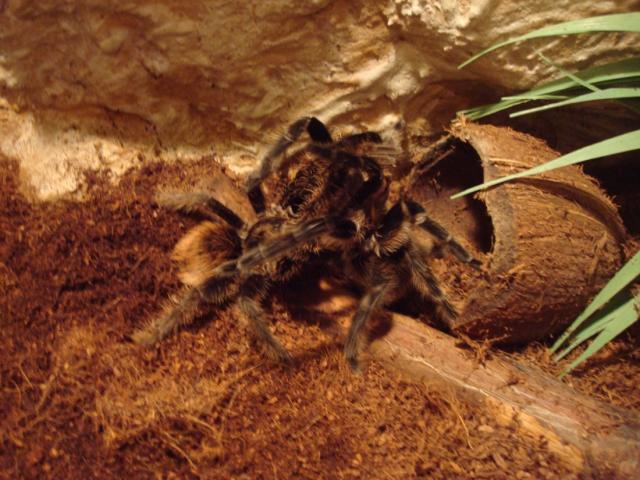 Prievartavimas
