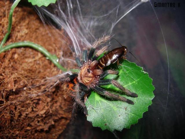 Chromatopelma cyaneopubescens