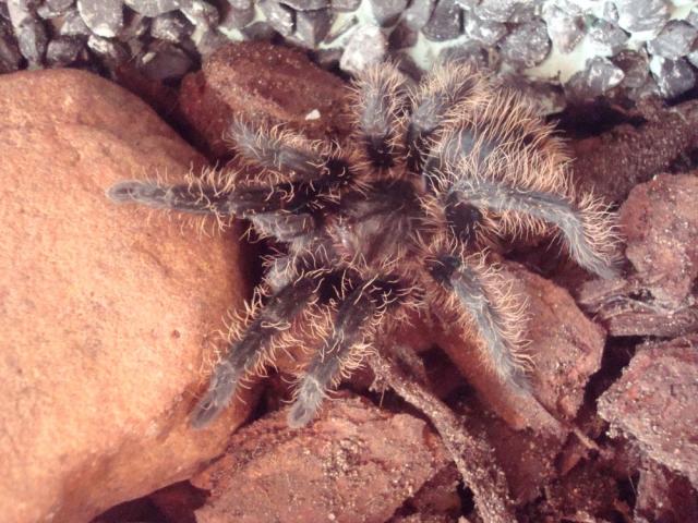 B. albopilosum