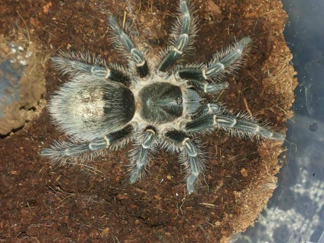 Grammostola pulchripes 