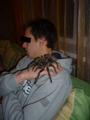Lasiodora parahybana