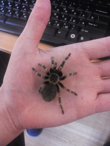 Brachypelma auratum
