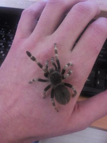 Acanthoscurria geniculate