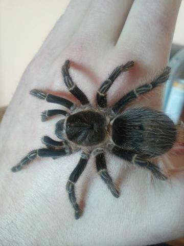 Grammostola pulchripes