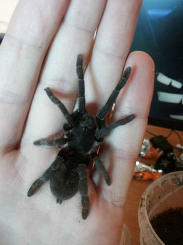 Hysterocrates gigas