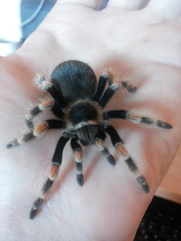 Brachypelma smithi