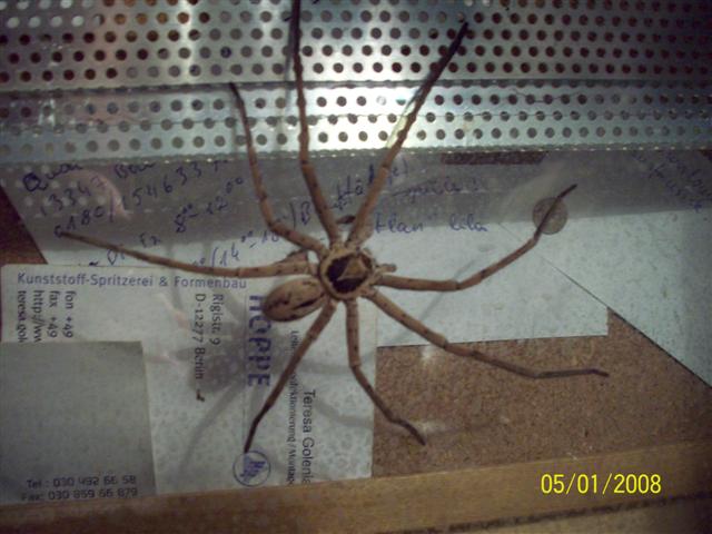 H. venatoria