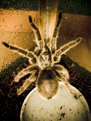 Grammostola rosea