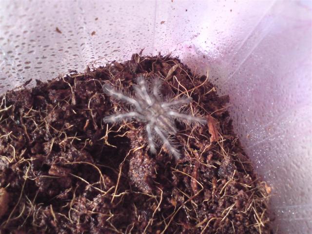P. regalis