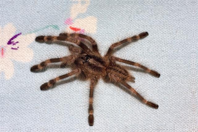 Poecilotheria miranda