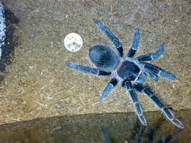 Lasiodora parahybana