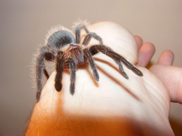 Brachypelma albopilosum
