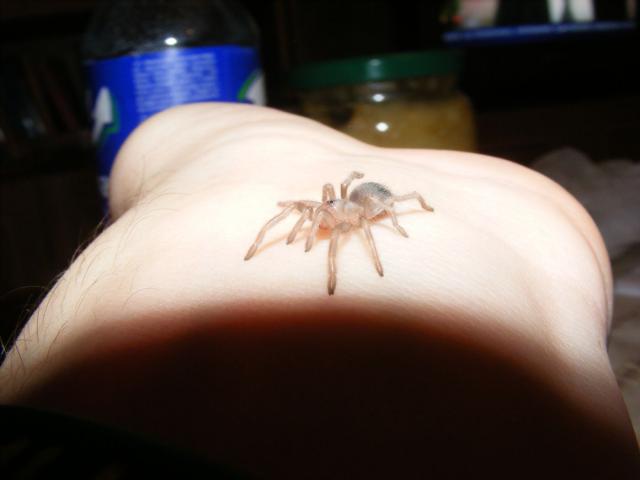 Nhandu chromatus