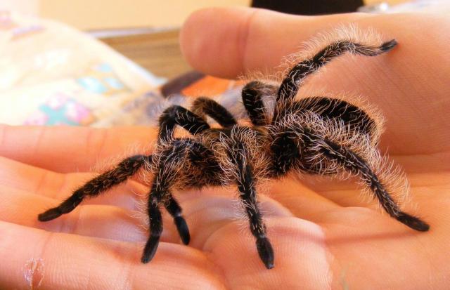Brachypelma Albopilosum