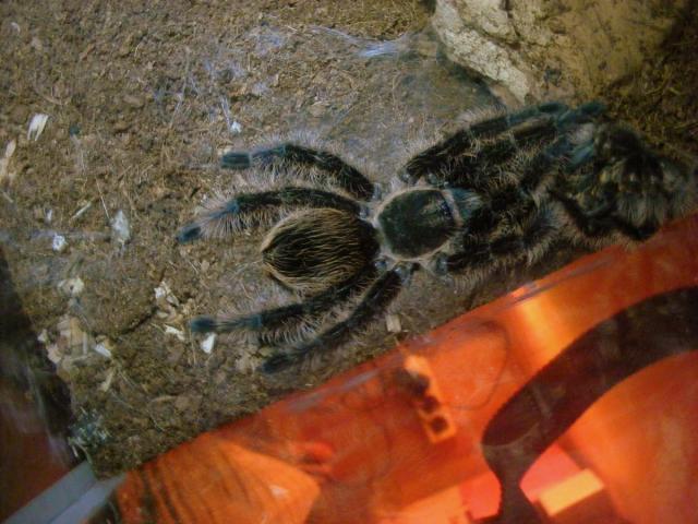 Brachypelma albopilosum