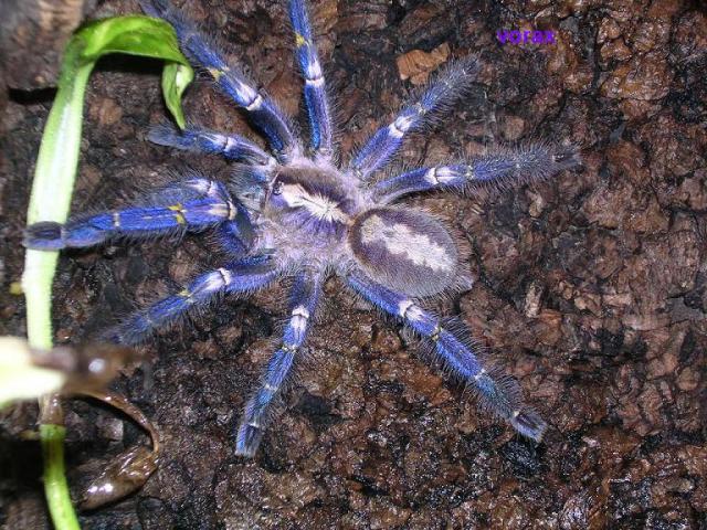 Poecilotheria metallica