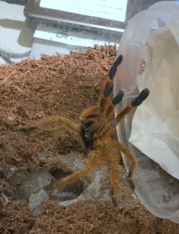 Pterinochilus murinus "Usambara"