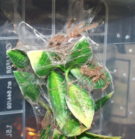 Avicularia cf metallica "Cayenne"  L5