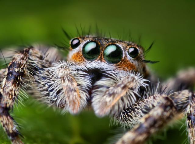 Platycryptus undatus Jumping Spider
