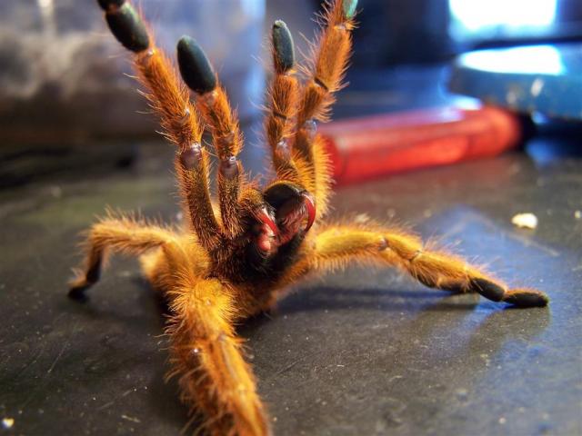 Pterinochilus murinus