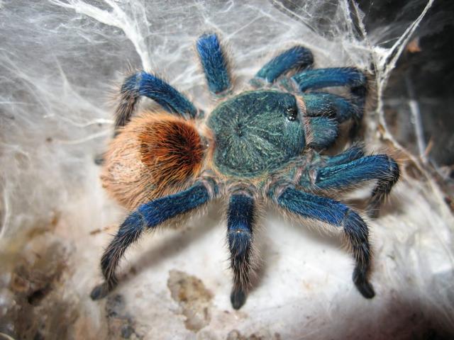 Chromatopelma cyaneopubescens