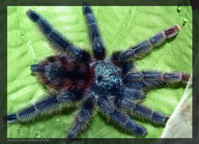 A. versicolor