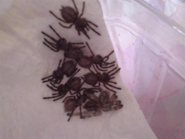 P. regalis