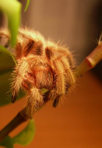 Grammostola rosea