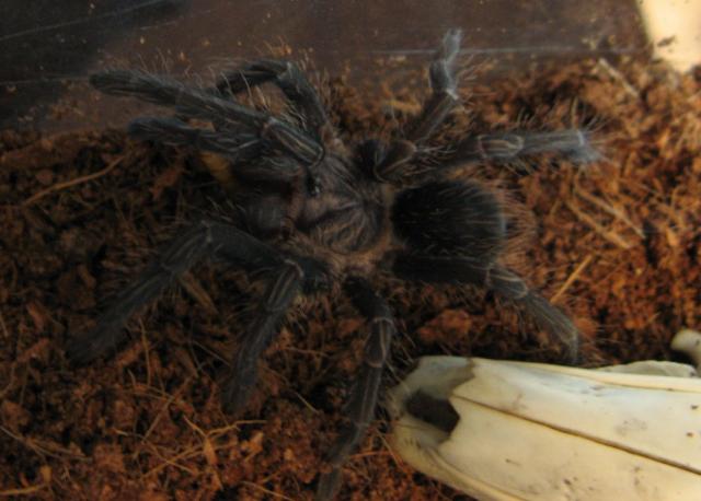 Phormictopus Cancerides