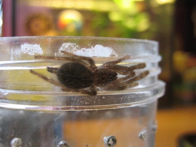 Stromatopelma calceatum