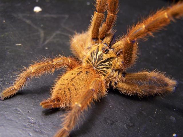 Pterinochilus murinus