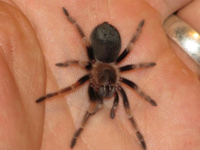 b.smithi