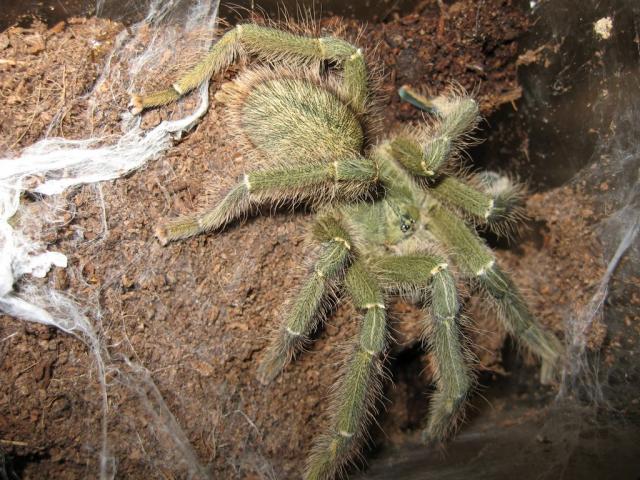 Cyriopagopus schioedtei