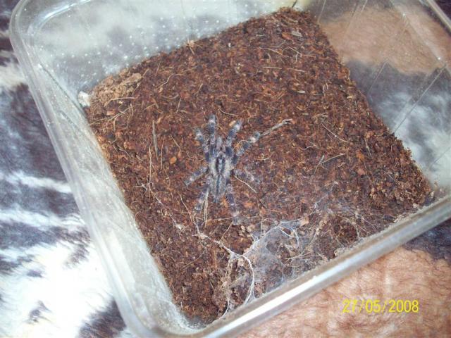 P. ornata