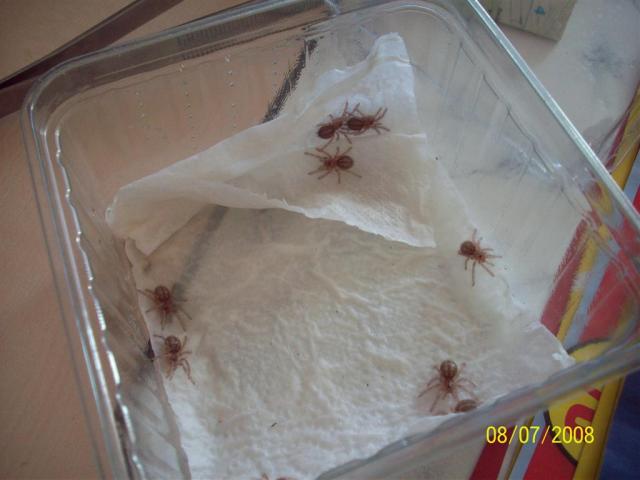 P. regalis