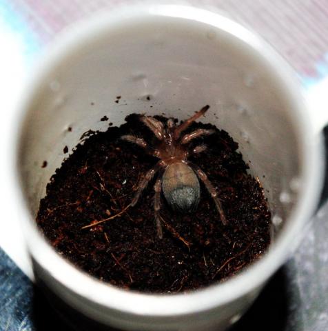 B. smithi