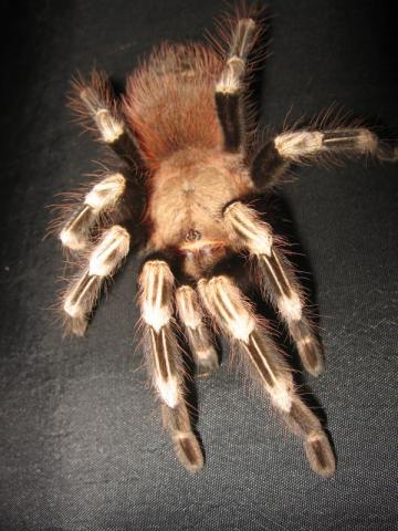 N. chromatus