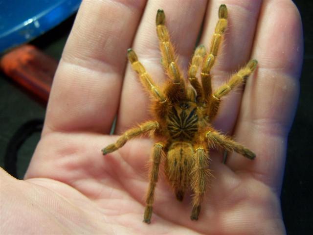 Pterinochilus murinus