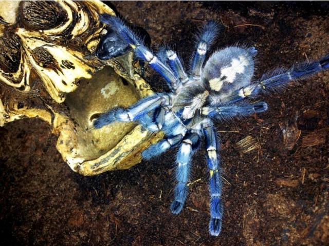 P. metallica patelė