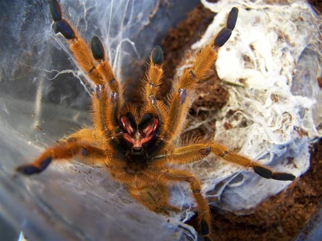Pterinochilus murinus
