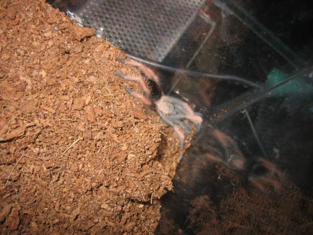 B. emilia