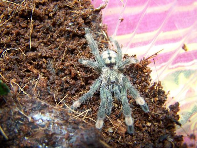 Psalmopoeus cambredgei vis dar dickis :D