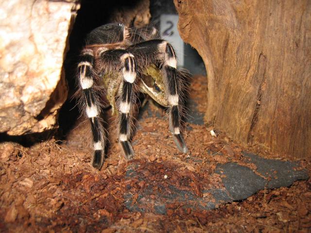 A. geniculata