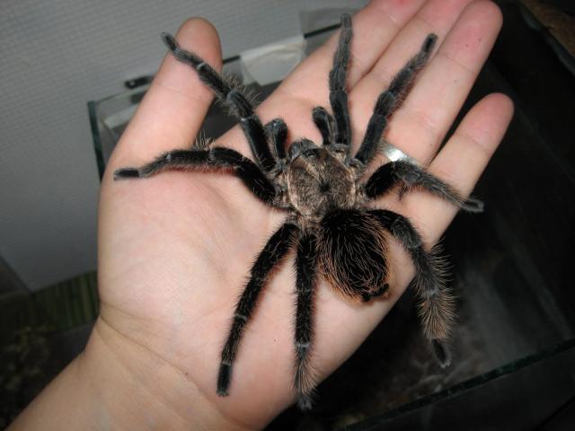 Brachypelma albopilosum