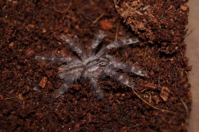 Poecilotheria regalis